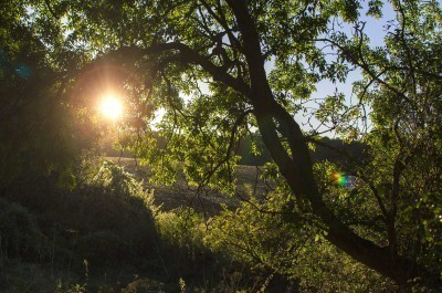 golden-tree