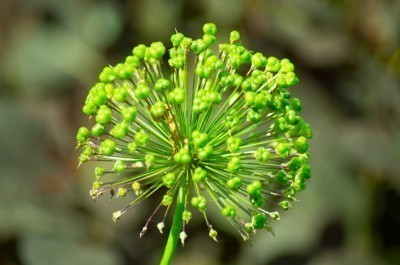 green-seed-head