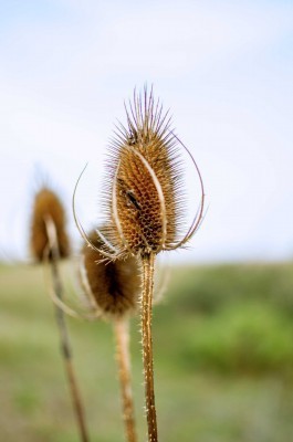 beach-grasses