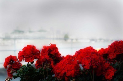 red-geraniums