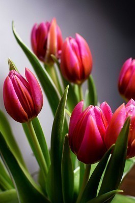 tulips