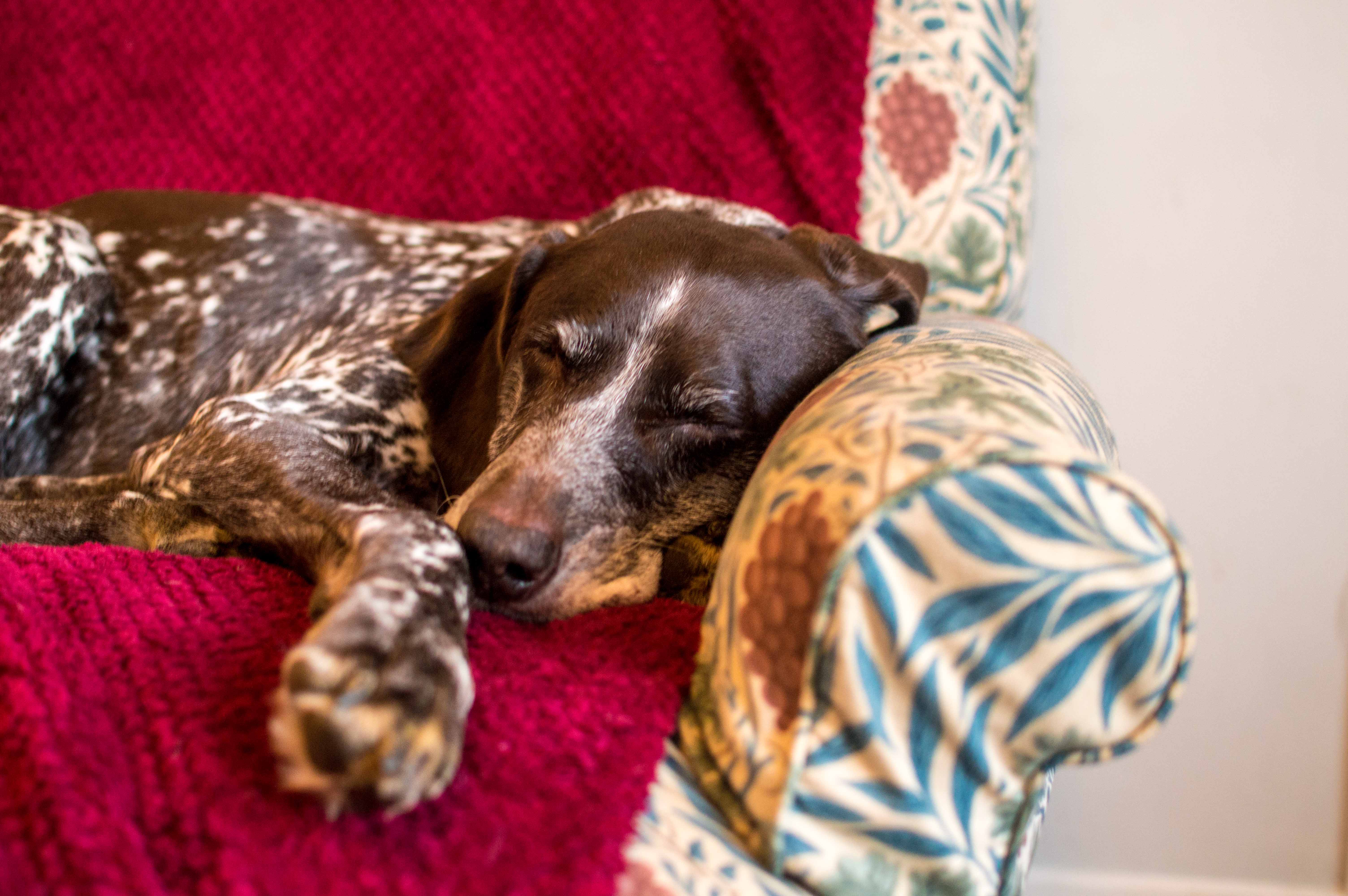 german short-haired pointer